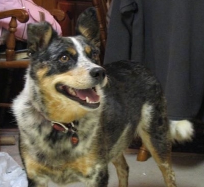 A black and white with tan Texas Heeler is standing across a carpet, it is looking up and to the right. Its mouth is open and its tongue is sticking out. The dog looks happy with wide round brown eyes.